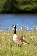 06-6097 Canada Goose (Branta canadensis) Surrounded by Ox-Eye Daisy, Low Barns Nature Reserve, County Durham.